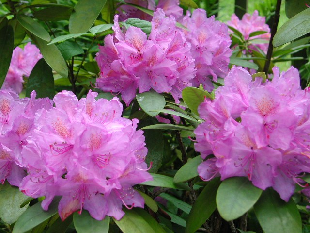  Rhododendron<br/>