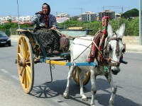 donkey drawn carriage