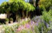 Generalife wild flowers