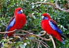 Australian birds Crimson Rosella