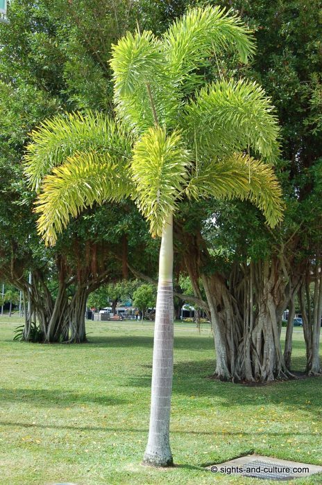 Cairns palm