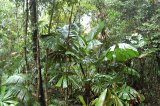 Wet Tropics rainforest jungle