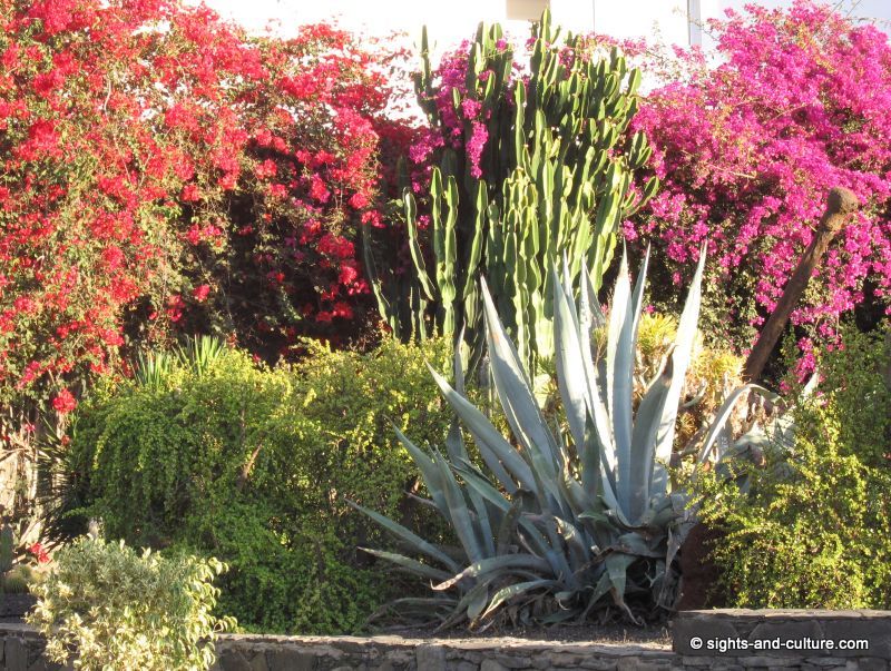 San Agustin flora